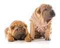 Two chinese shar pei puppies Royalty Free Stock Photo