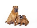 Two Chinese Shar pei puppies with mother portrait