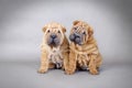 Two Chinese Shar pei puppies portrait