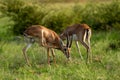 Two Chinkara Indian gazelle Antelope animal pair eyes expression grazing grass in monsoon green wildlife safari at ranthambore Royalty Free Stock Photo