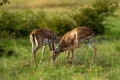 two Chinkara or Indian gazelle or Gazella bennettii Antelope animal pair eyes expression grazing grass in monsoon green wildlife Royalty Free Stock Photo