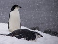 Two Chinstrap Penguins Resting in Antarctica Royalty Free Stock Photo