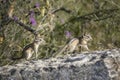 Two chipmunks play follow the leader