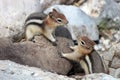 Two chipmunks Royalty Free Stock Photo