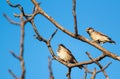 Two chipping sparrows Royalty Free Stock Photo