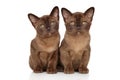 Two chocolate Burmese kitten on white