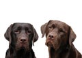 Two chocolate labradors