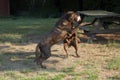 Two Chocolate labs playing football
