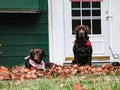 Two chocolate labs sitting in front of the house