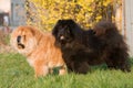 Two Chow-Chow dogs posing