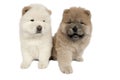 Two Chow-chow puppies . Royalty Free Stock Photo