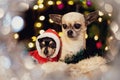 Two Christmas Chihuahuas Royalty Free Stock Photo