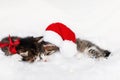 Two Christmas kittens in red Santa hat and bow sleep with eyes closed Royalty Free Stock Photo