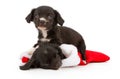 Two Christmas Puppies Royalty Free Stock Photo