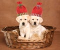 Two Christmas puppies Royalty Free Stock Photo