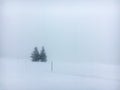 Two Christmas trees in the hard fog on a snowy mountainside Royalty Free Stock Photo