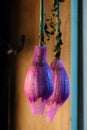 Two chrysanthemums in meshes before harvesting in a drying process