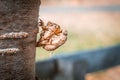 Two cicada exoskeletons on top of another. Royalty Free Stock Photo