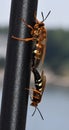 Two Cicada Killer Wasps, Sphecius speciosus or Cicada hawk, mating. Royalty Free Stock Photo