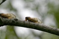 Two Cicadas Perched on a Branch - 13 year 17 year - Magicicada Royalty Free Stock Photo