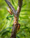 Two cicadas on a small tree Royalty Free Stock Photo