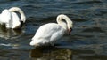 Scene with two huge white swans with y parts in the water