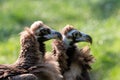 Two cinereous vultures close-up portrait Royalty Free Stock Photo