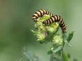 Two Cinnabar Moth Caterpillars on Ragwort