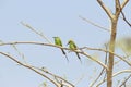 Two cinnamon throated bee eaters perched on a dried tree in the noon time looking towards their right keenly