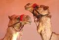 Two Circus Camels