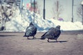 Two city pigeons are busily walking their tails towards the camera.