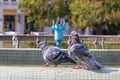 Two city pigeons Royalty Free Stock Photo