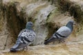 Two pigeons sitting on the fountain in Konya Royalty Free Stock Photo