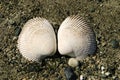 Two Shells Royalty Free Stock Photo