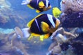 Two Clark's Clownfish Swimming Near Anemone