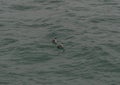 Two Clark`s grebes floating on the surface or Pacific ocean in Hermosa Beach, California