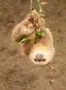 Two clawed sloth Royalty Free Stock Photo