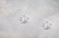 Clear traces of a dog in the winter in the snow. Royalty Free Stock Photo