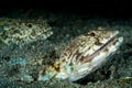 two clearfin lizardfish hidden under the sand Royalty Free Stock Photo