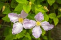 Two Clematis Alice-Fisk on a Garden Background. Royalty Free Stock Photo