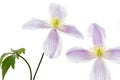 Two Clematis flowers on white background Royalty Free Stock Photo