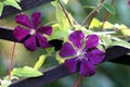 Two Clematis or Leather flowers dark purple easy care perennial vine flowers with leathery petals and bright yellow center Royalty Free Stock Photo