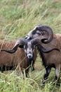 Two close Blackbellied sheep.