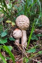 Two close mushrooms in the forest Royalty Free Stock Photo