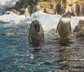 Two close up penguin standing in the blue sea water ,group of pi