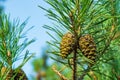 Two closed brown Lodgepole Pinecone on a pine branch with green needles in forest of mountains