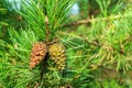 Two closed brown Lodgepole Pinecone on a pine branch with green needles in forest of mountains