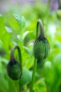 Two closed bud poppy flower Royalty Free Stock Photo