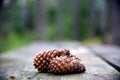 Pine cones on wooden table with trunks in the background Royalty Free Stock Photo