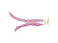 Two closed purple bean pods. Vector illustration on white background.